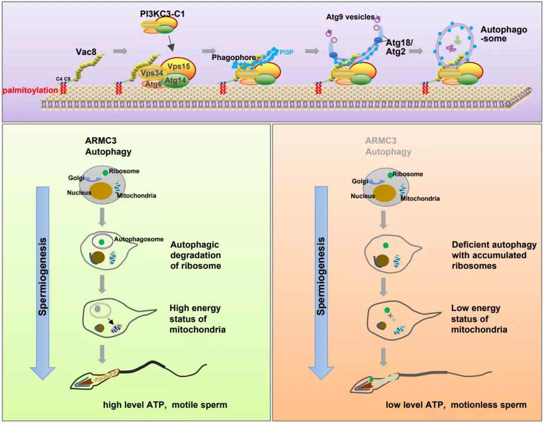 生殖组织特异性自噬