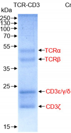 膜蛋白纯化解决方案