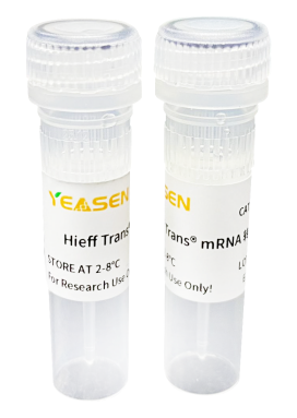 mRNA转染技术——解决DNA难转问题