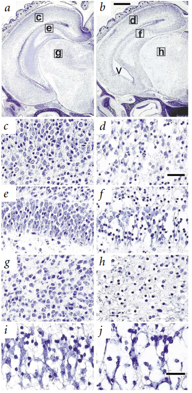Creb1基因编辑小鼠