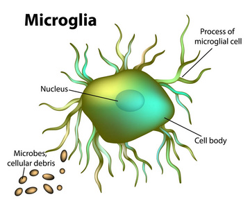 小胶质细胞标志物（Microglia Marker）