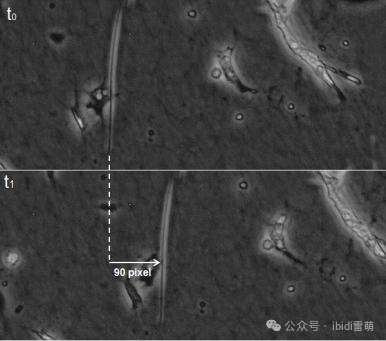 ibidi实验中如何校正显微延时序列实验中的图像偏移?