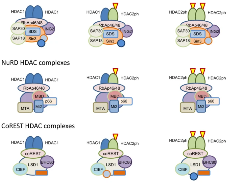 激动剂抑制剂全推荐——HDAC 抑制剂