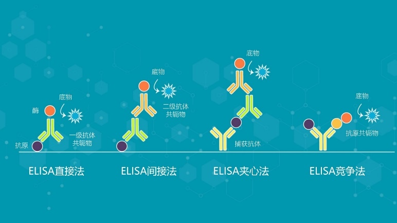 Elisa试剂盒大促直降，助力免疫学研究