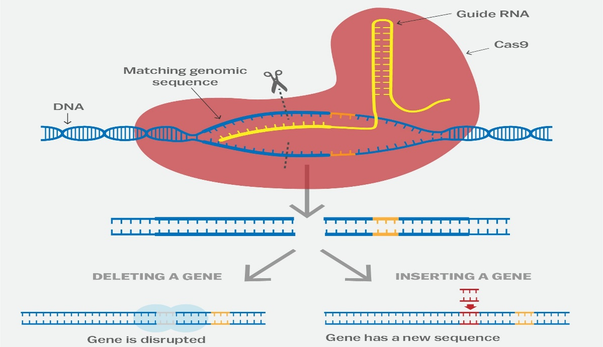 胞胞巴适文献解读：仿生矿化CRISPR Cas RNA纳米颗粒