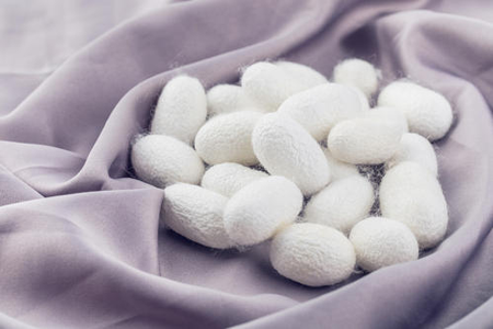 净信多样品组织研磨仪｜蚕茧研磨