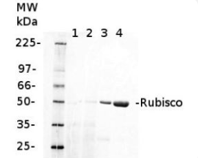 Agrisera二磷酸核酮糖羧化酶大亚基，I型与II型抗体促销