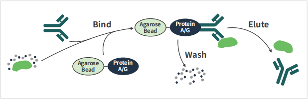 知无不「研」| 如何提升分子互作实验技能？co-IP、RIP、ChIP 傻傻分不清楚？看这一篇就够了 ～