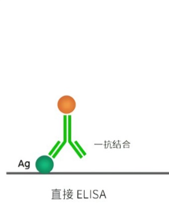 古朵分享：酶联免疫吸附试验(ELISA)类型阐述