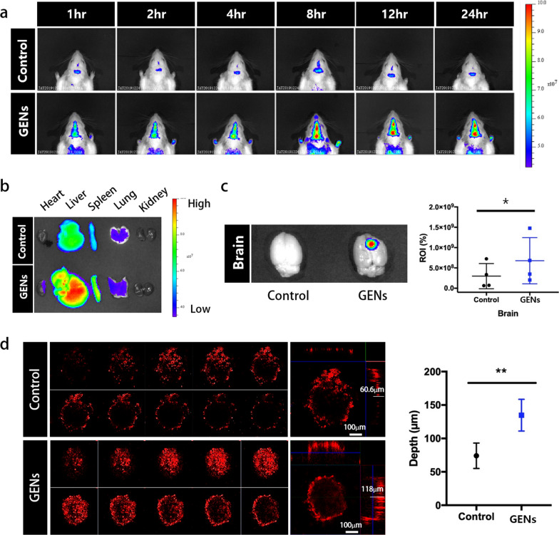 植物外泌体提取鉴定