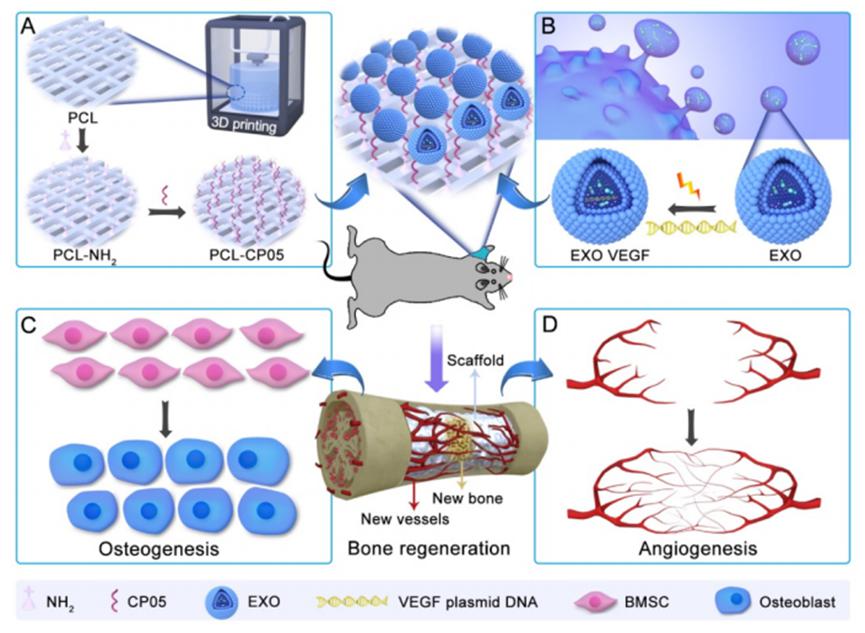 携带VEGF质粒的祖细胞源性外泌体可增强大节段性骨缺损的成骨诱导和血管重塑