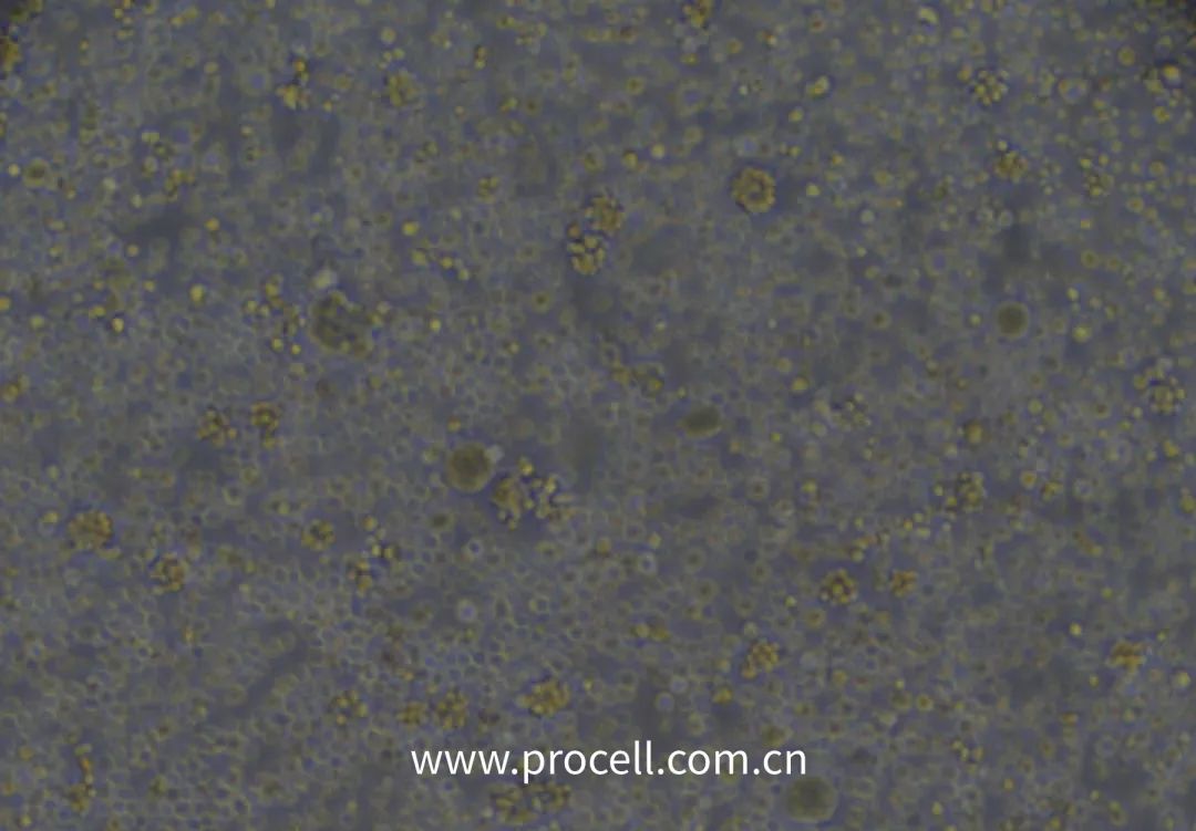 细胞学堂 | 大鼠骨髓间充质干细胞的分离提取