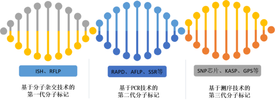 干货分享 | SNP研究中，你一定遇到过这些问题，附解答！