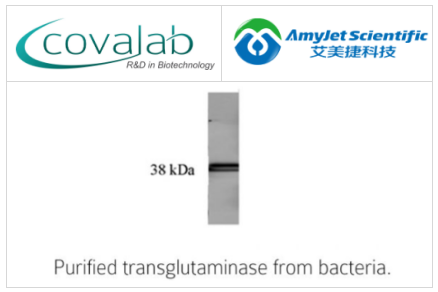 Covalab丨艾美捷细菌谷氨酰胺转胺酶抗体（3C7）方案