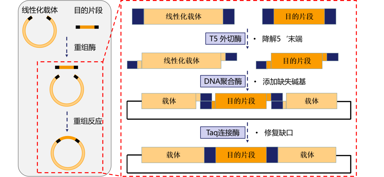 涨知识 | 克隆专题八：一步法快速克隆FAQ——常见问题解答
