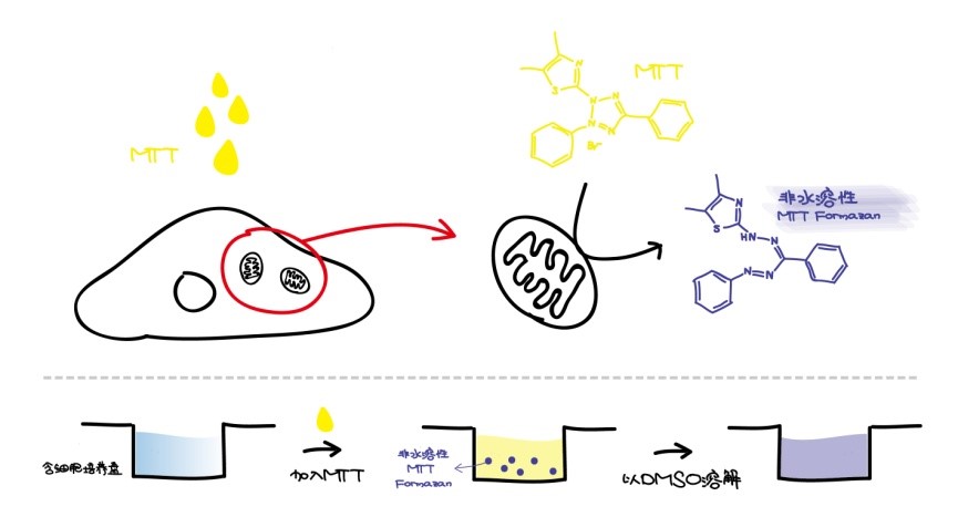 细胞活性测定方法大全