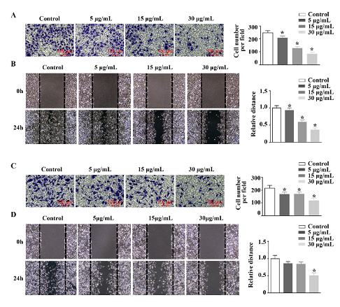 羊肚菌Morchella conica SH的蛋白抑制了肿瘤细胞的增殖