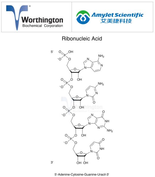 Worthington丨Worthington核糖核酸测定详细攻略 Worthington丨Worthington核糖核酸测定详细攻略