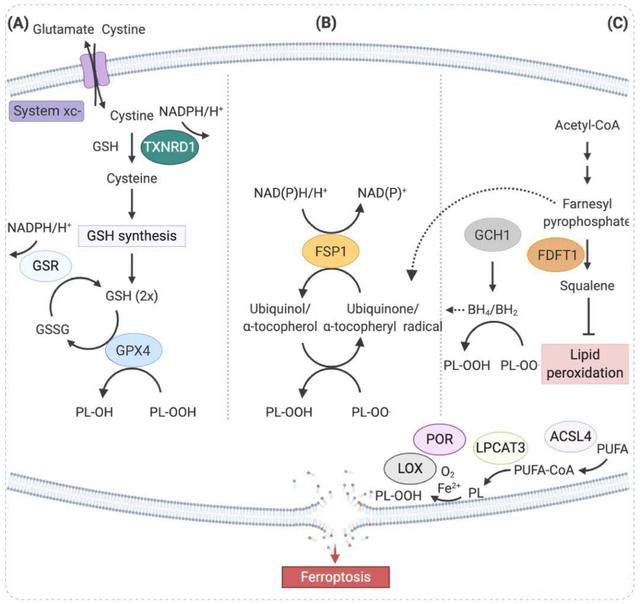 研究热点：关于铁死亡的调控机制你知道吗？
