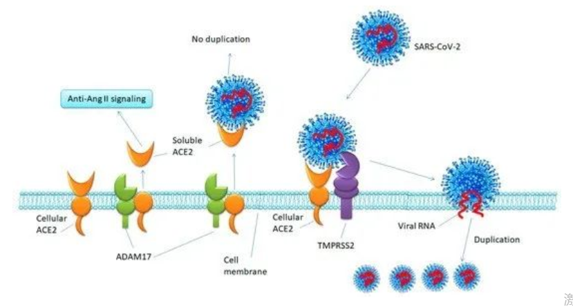 NRP1：新冠病毒感染途径突破性进展！
