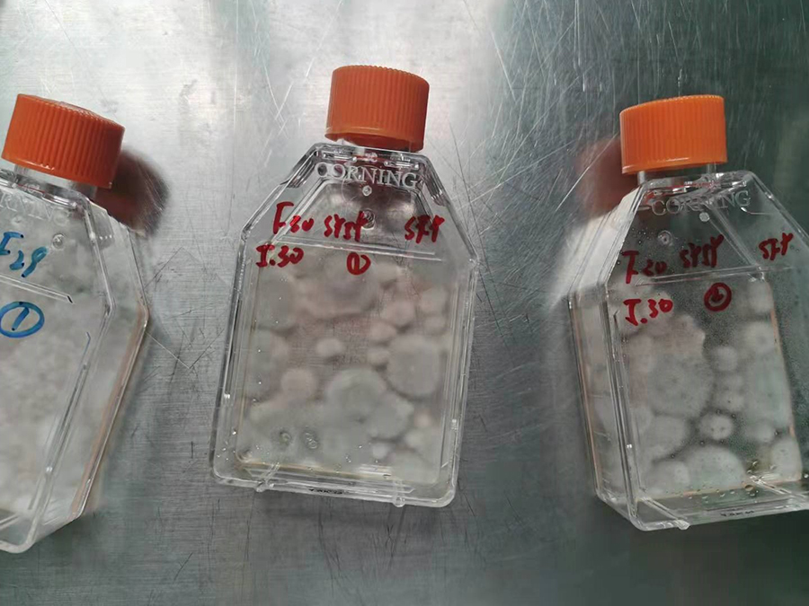 希尔博士讲堂 | 细胞污染大展观 - 真菌篇