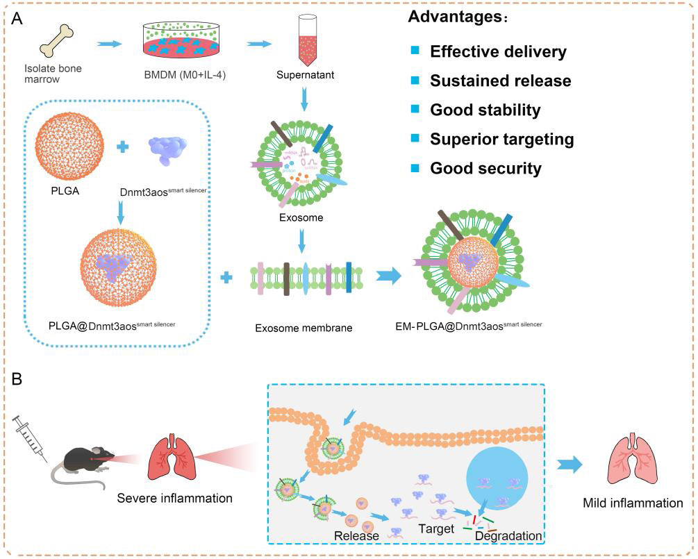 喜报！宇玫博生物(Umibio)客户发表IF=9.776分研究成果！