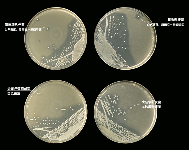 GYP白亚琼脂培养基原理及现象(青岛海博生物原创)