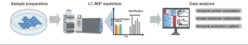干细胞来源的肝细胞发育过程中时间维度的蛋白质组学和磷酸化蛋白质组学分析