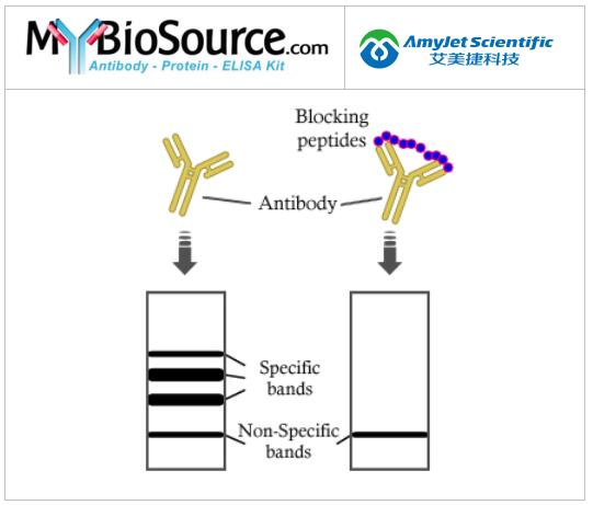 MyBioSource CACNA1H 封闭肽相关研究 MyBioSource CACNA1H 封闭肽相关研究