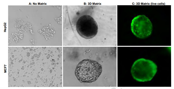 MyBioSource 3D细胞培养试剂盒案例解析