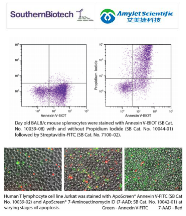 SouthernBiotech 艾美捷ApoScreen膜联蛋白V说明书 SouthernBiotech 艾美捷ApoScreen膜联蛋白V说明书