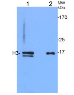 H3|组蛋白H3(兔抗体)(核标记)促销大放送，科研必备好物！