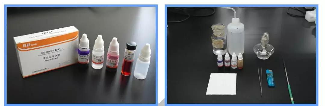 细菌的简单染色和革兰氏染色及其注意事项