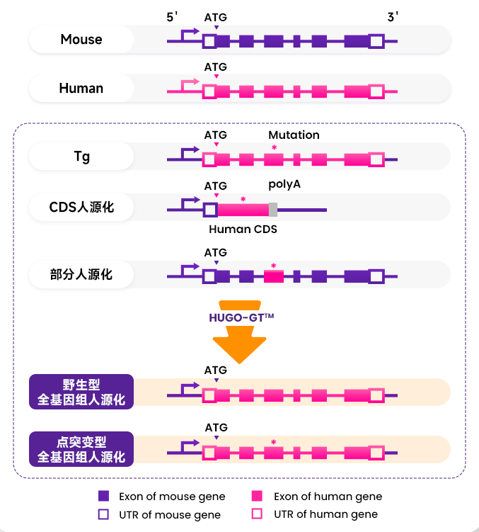 HUGO-GT™全基因组人源化小鼠加速眼科、神经、代谢等基因治疗药物研发