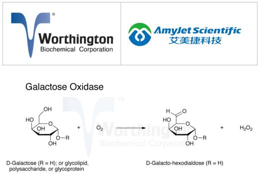Worthington真菌分泌酶研究 丨半乳糖氧化酶方案 Worthington真菌分泌酶研究 丨半乳糖氧化酶方案