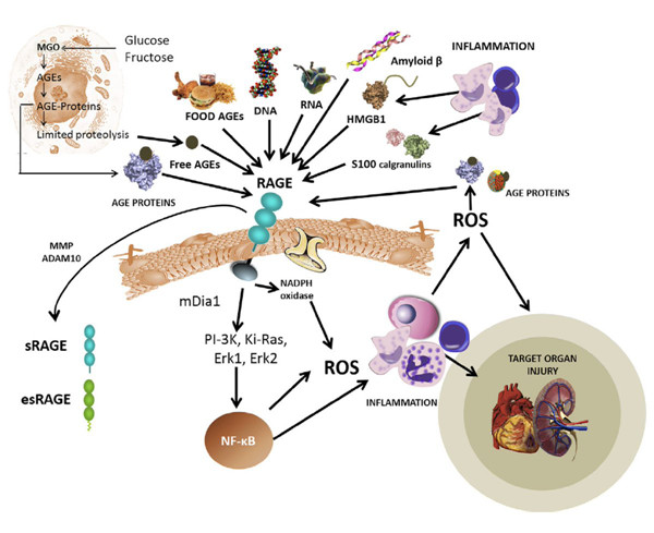 晚期糖基化终末产物（AGEs）解决方案