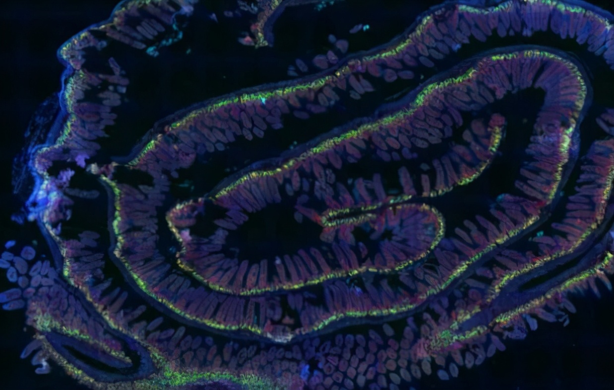 暴露在辐射下会对细胞组织和器官造成肆意的破坏，FCS助力研究