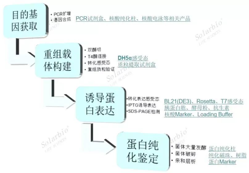 自主研发|原核重组蛋白-干扰素