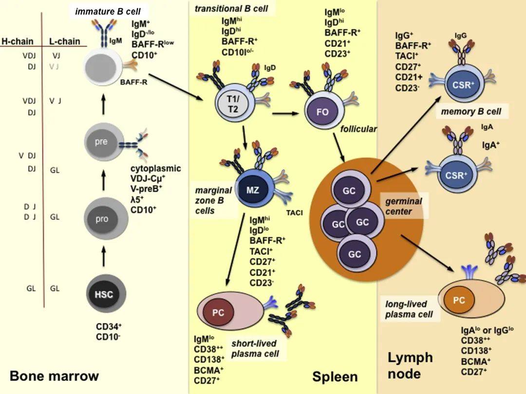 免疫鼠鼠大军来袭，快来pick你喜欢的队伍