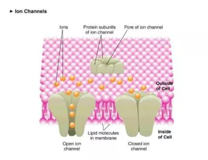 激动剂抑制剂全推荐--Potassium Channel