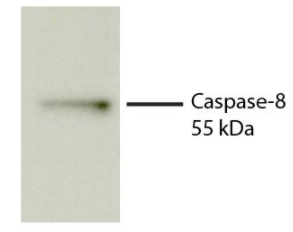 SouthernBiotech丨大鼠抗人Caspase-8-UNLB（SB125a）正在促销
