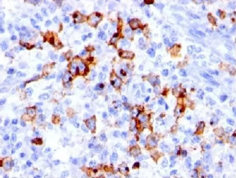 MONOSAN-小鼠抗CD15,克隆BRA4F1，促销开启新体验！