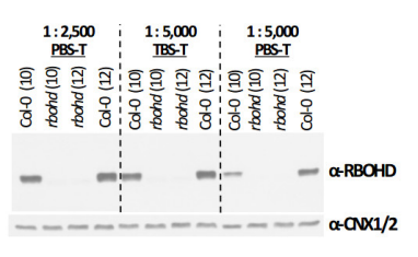 艾美捷RBOHD丨呼吸爆发氧化酶同源蛋白D应用举例