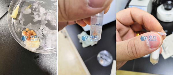 净信基础款组织破碎仪|大鼠心脏的研磨