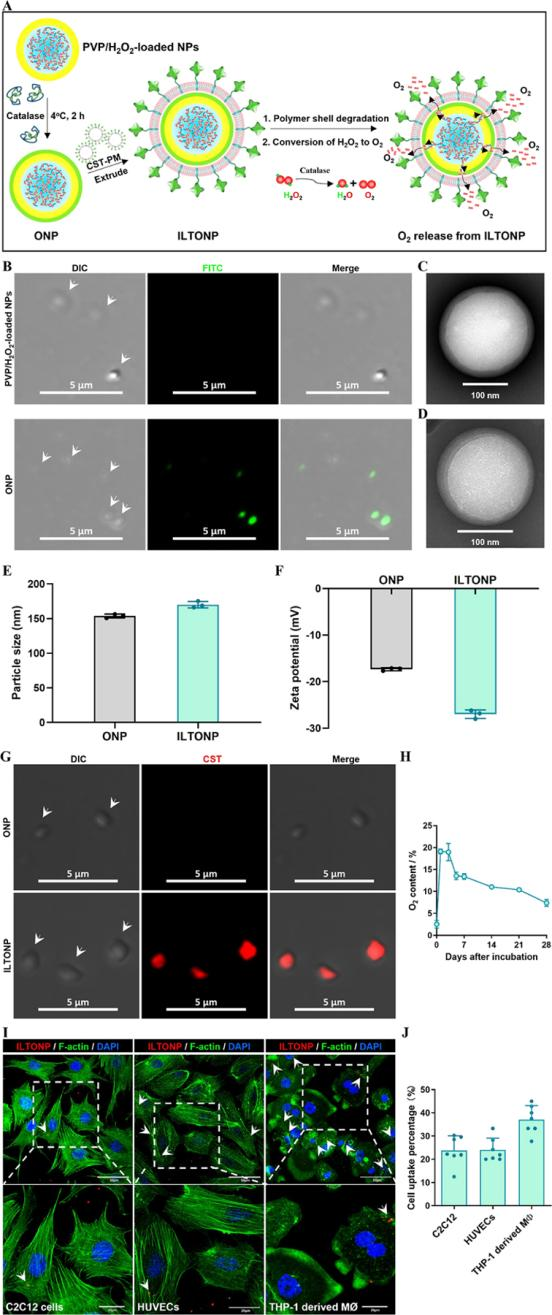 外泌体技术服务 外泌体技术服务