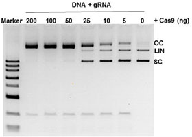 艾美捷nickases-Cas9内切酶裂解试验展示 艾美捷nickases-Cas9内切酶裂解试验展示