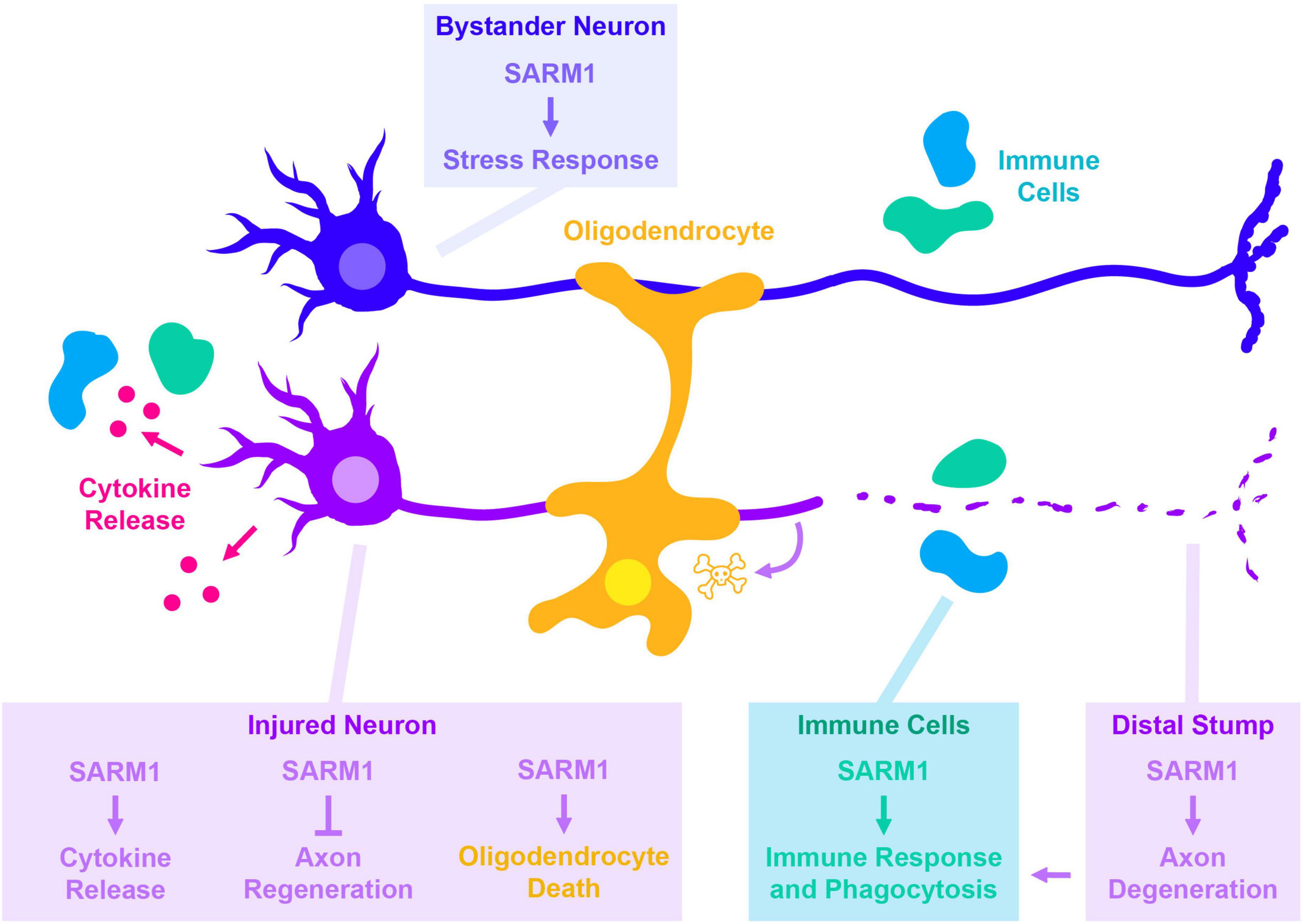 SARM1 在轴突退化和信号转导中的作用