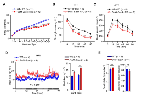 米色脂肪如何成为对抗肥胖的潜在新靶点