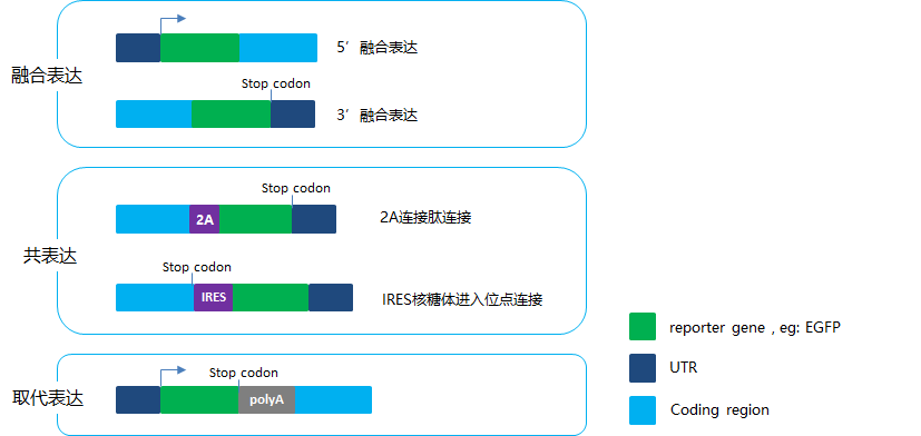 快看，这只小鼠会发光~