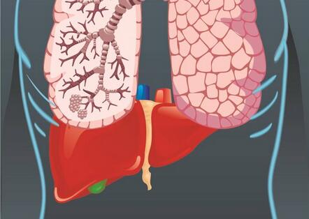 食物进食时间和肝脏内部时钟的完整性都会改变代谢节律